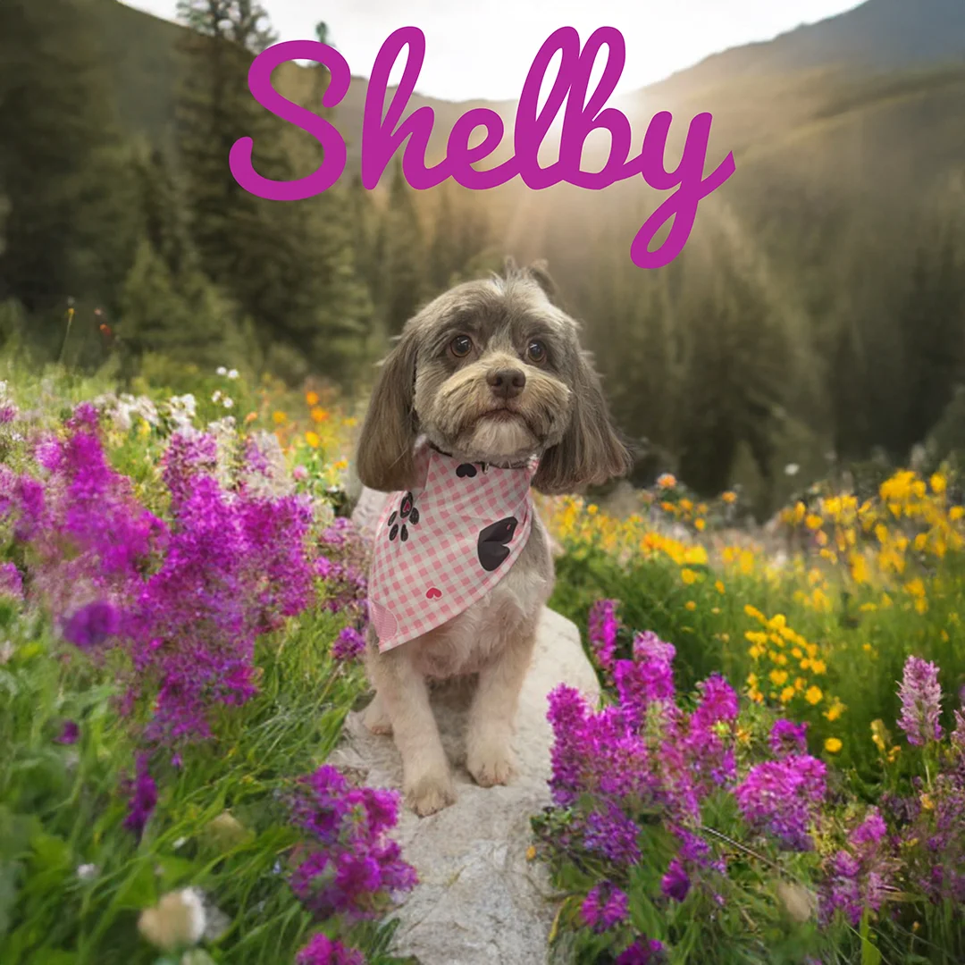 Small dog named Shelby wearing a pink checkered bandana while sitting on a rock surrounded by bright purple and yellow wildflowers with mountains in the background.