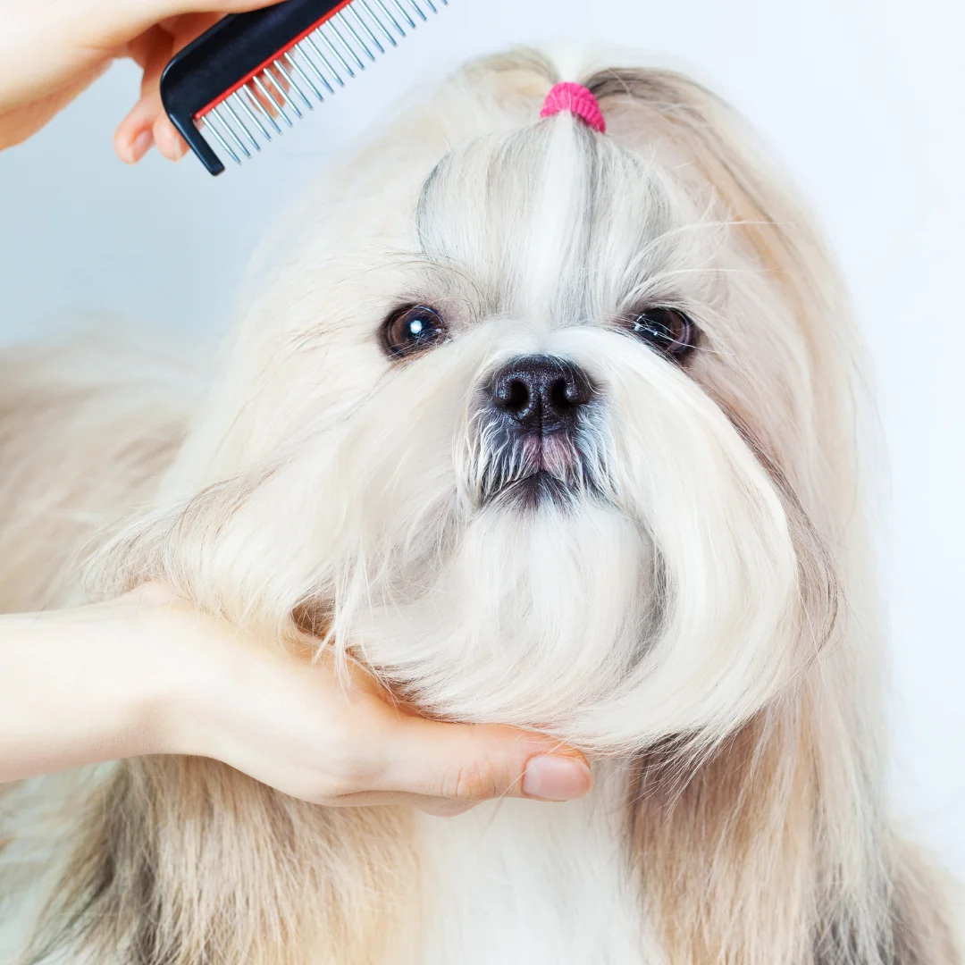 Shih Tzu Grooming with Comb Long-haired Shih Tzu being gently combed while held under the chin.