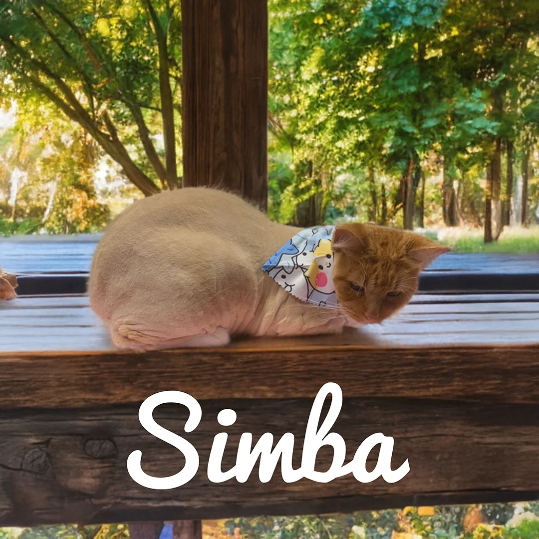 Light orange cat named Simba wearing a patterned bandana while lying on a wooden deck with green trees in the background.