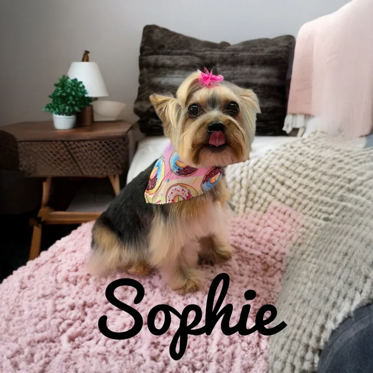 Small Yorkie named Sophie with a pink bow and donut-patterned bandana sitting on a fluffy pink blanket in a cozy room.