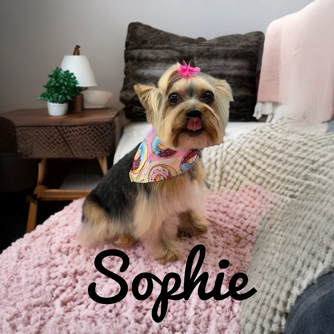 Small Yorkie named Sophie with a pink bow and donut-patterned bandana sitting on a fluffy pink blanket in a cozy room.