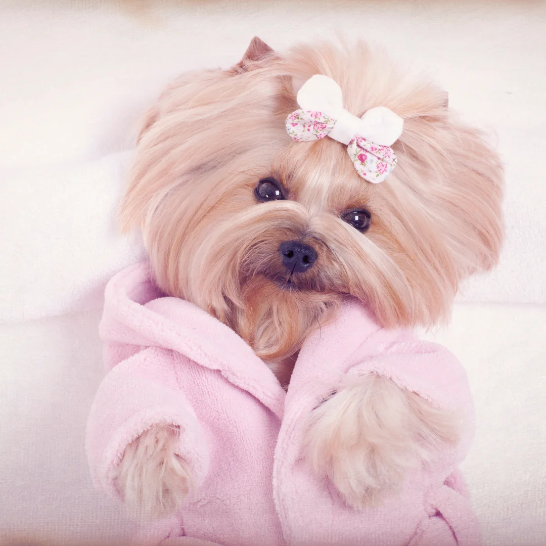 Small fluffy dog wearing a pink robe and a floral bow resting on a white background.