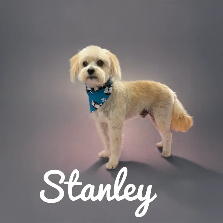 Small tan dog named Stanley wearing a blue bandana while standing on a smooth gray backdrop.