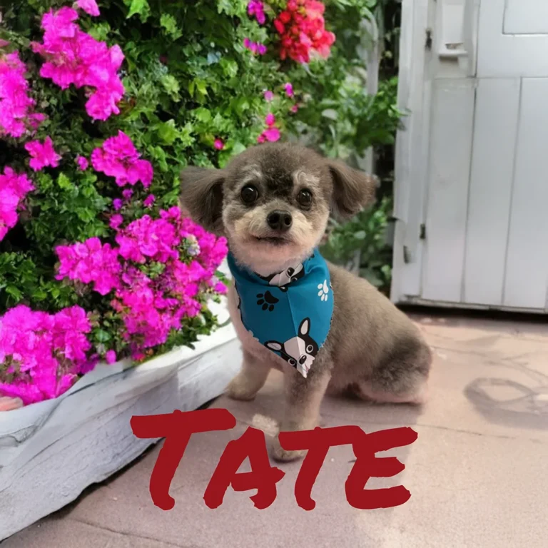 Small dog named Tate wearing a blue bandana while sitting next to vibrant pink flowers and a white garden planter.