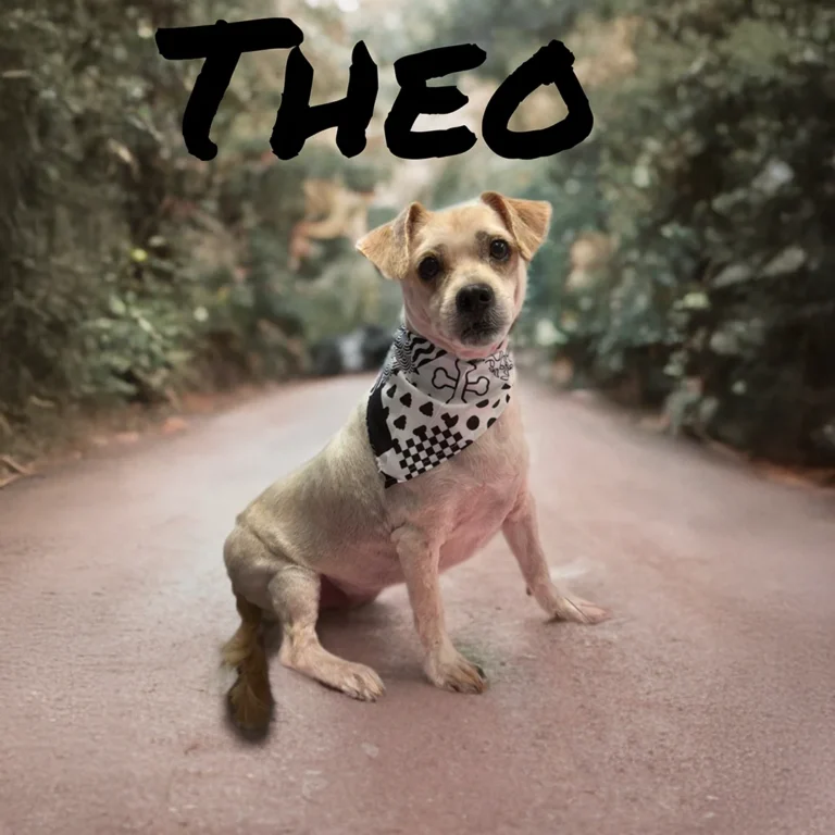 Small light-colored dog named Theo wearing a black and white bandana while sitting on a quiet outdoor path surrounded by greenery.