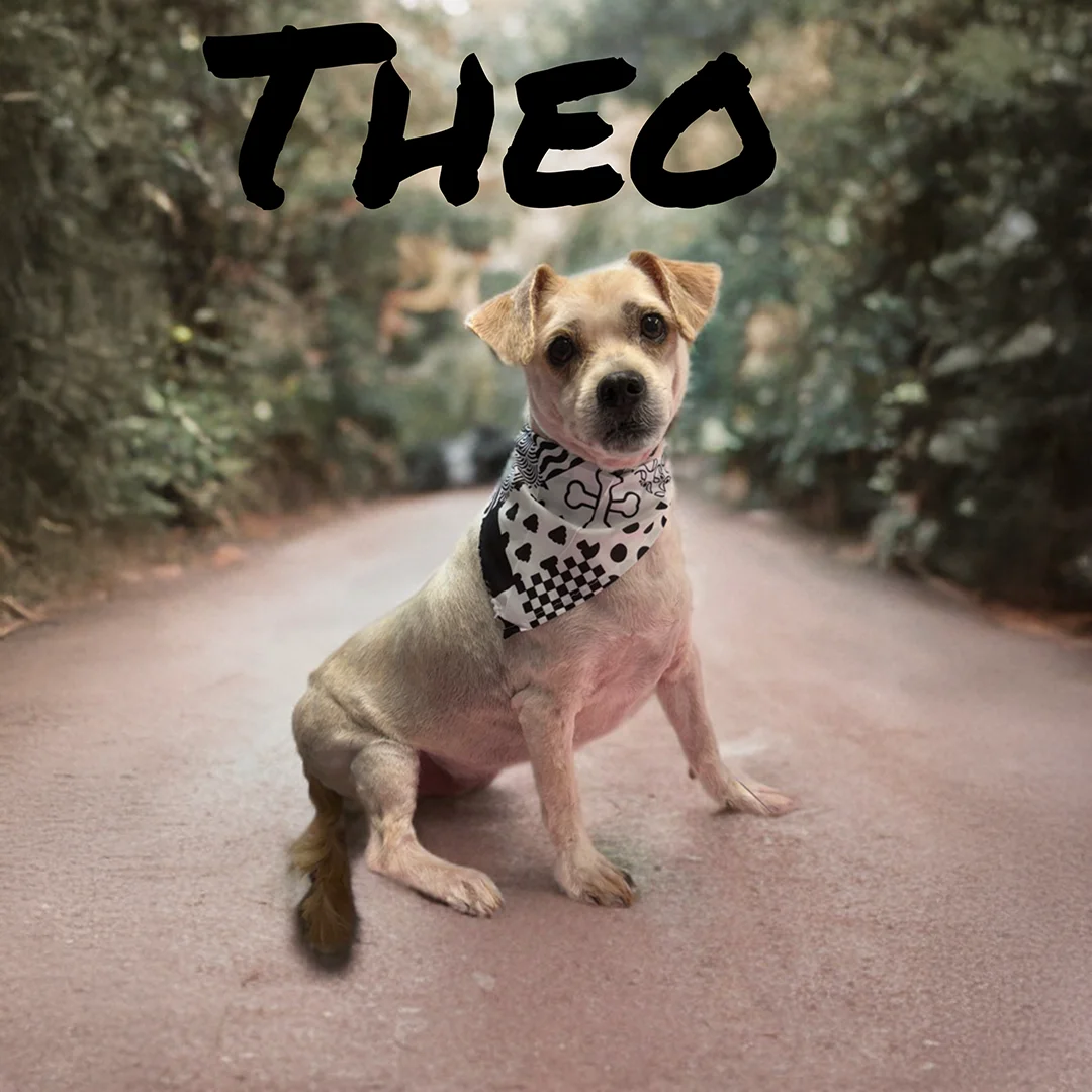 Small light-colored dog named Theo wearing a black and white bandana while sitting on a quiet outdoor path surrounded by greenery.