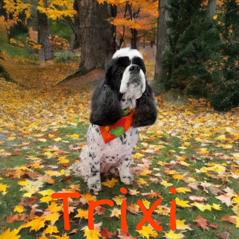 Black and white dog named Trixi wearing a fall-themed bandana while sitting among colorful autumn leaves in a forest.