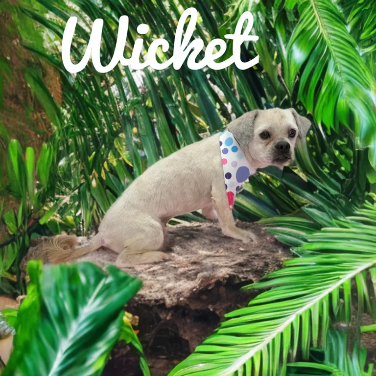 Small light-colored dog named Wicket wearing a colorful bandana while sitting on a rock surrounded by large tropical leaves.