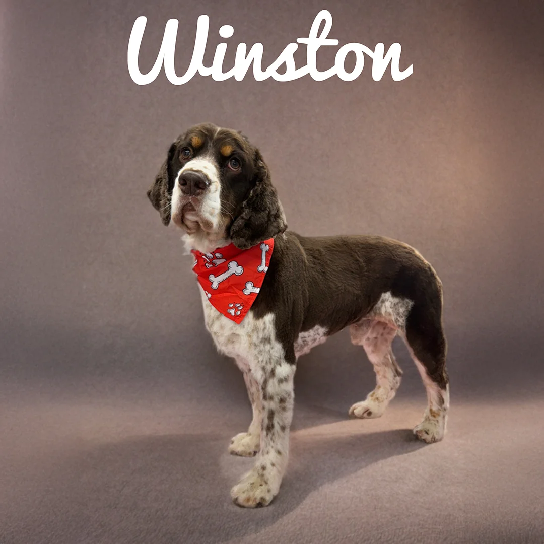 Large brown and white dog named Winston wearing a red bone-pattern bandana while standing on a smooth gray studio backdrop.