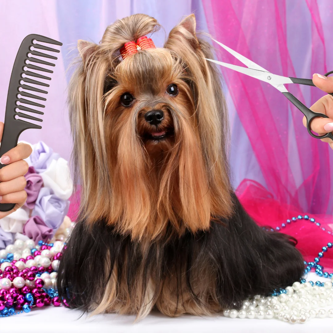 Long-haired Yorkshire Terrier with a topknot bow being groomed with scissors and a comb.