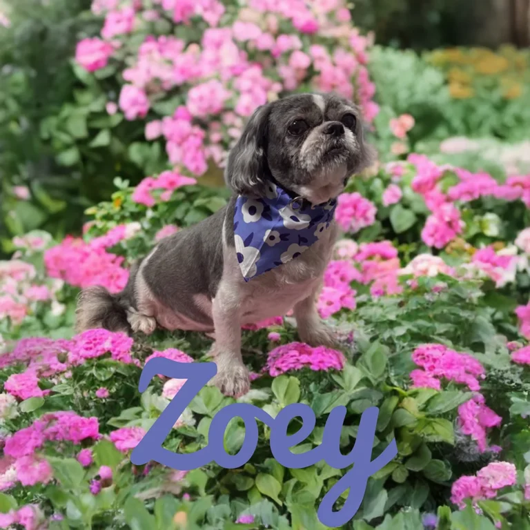 Small dog named Zoey wearing a blue floral bandana while sitting on lush pink blossoms in a vibrant garden.