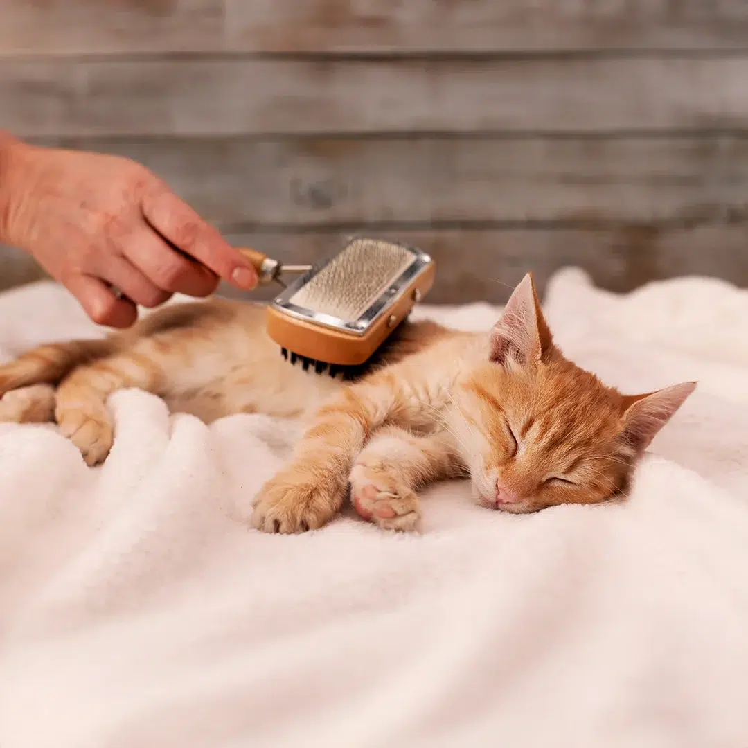 Orange cat resting calmly on a soft blanket while being gently brushed during a grooming session.